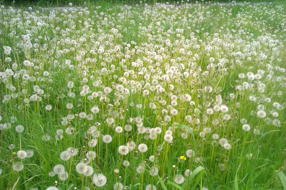 Photograph by Алия Хафизова