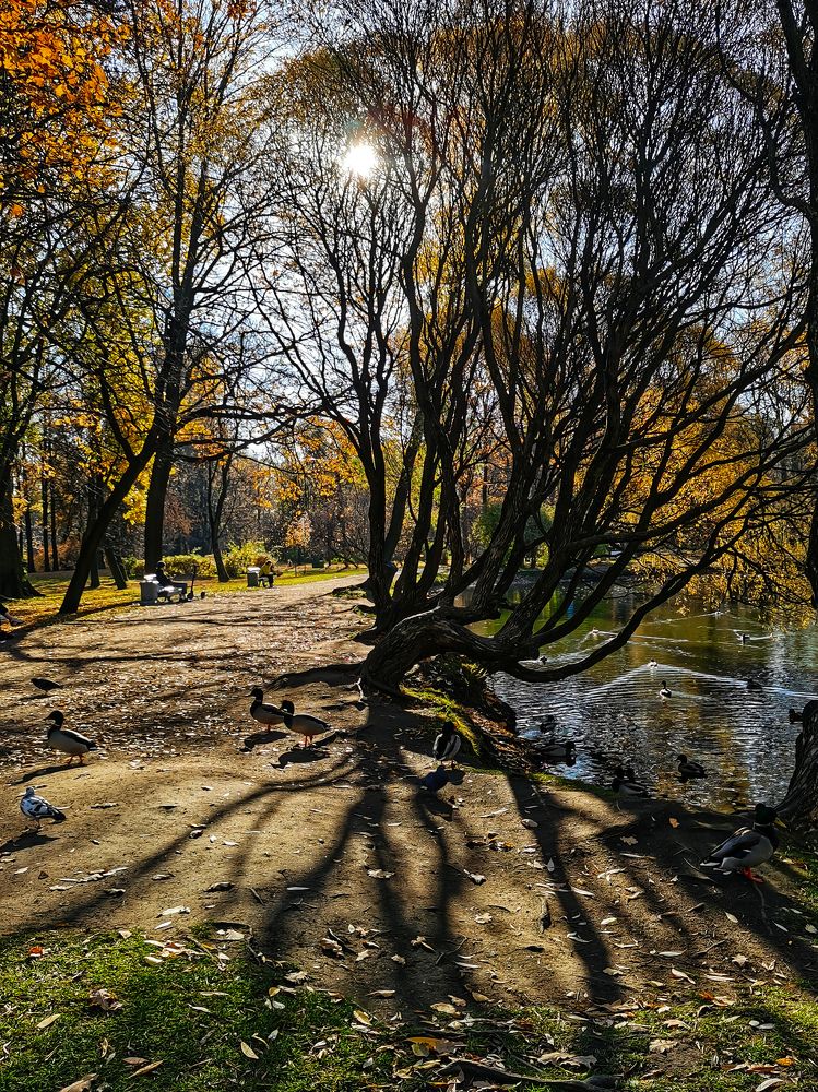 Золотая осень