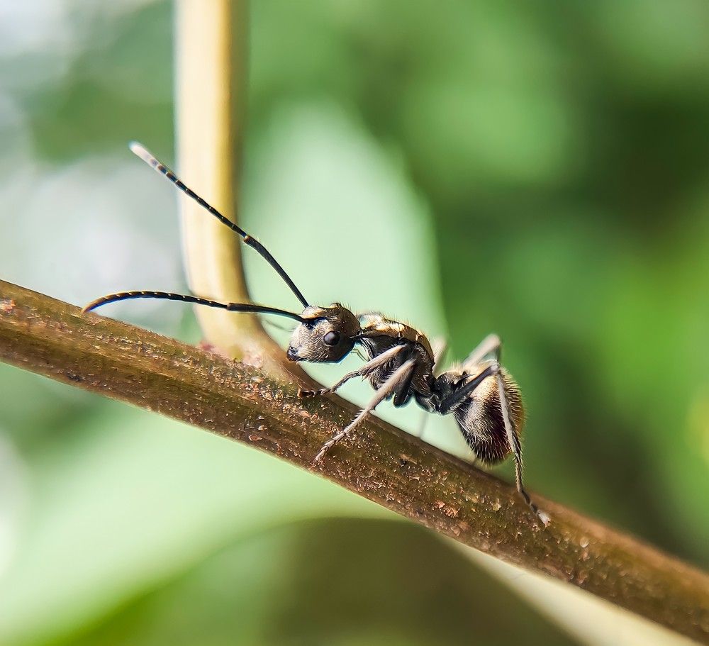 Фотография автора Irshad Alam