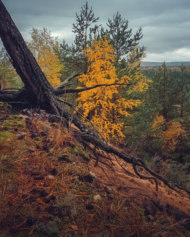 Осень в сосновом бору
