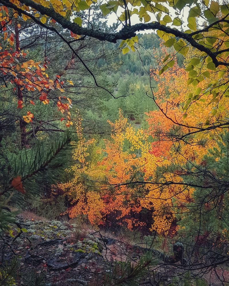 Краски осени