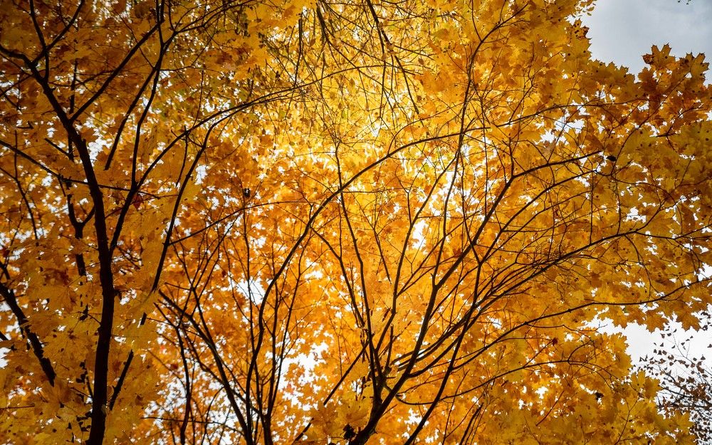 Фотография автора Dmitriy Sotnikov