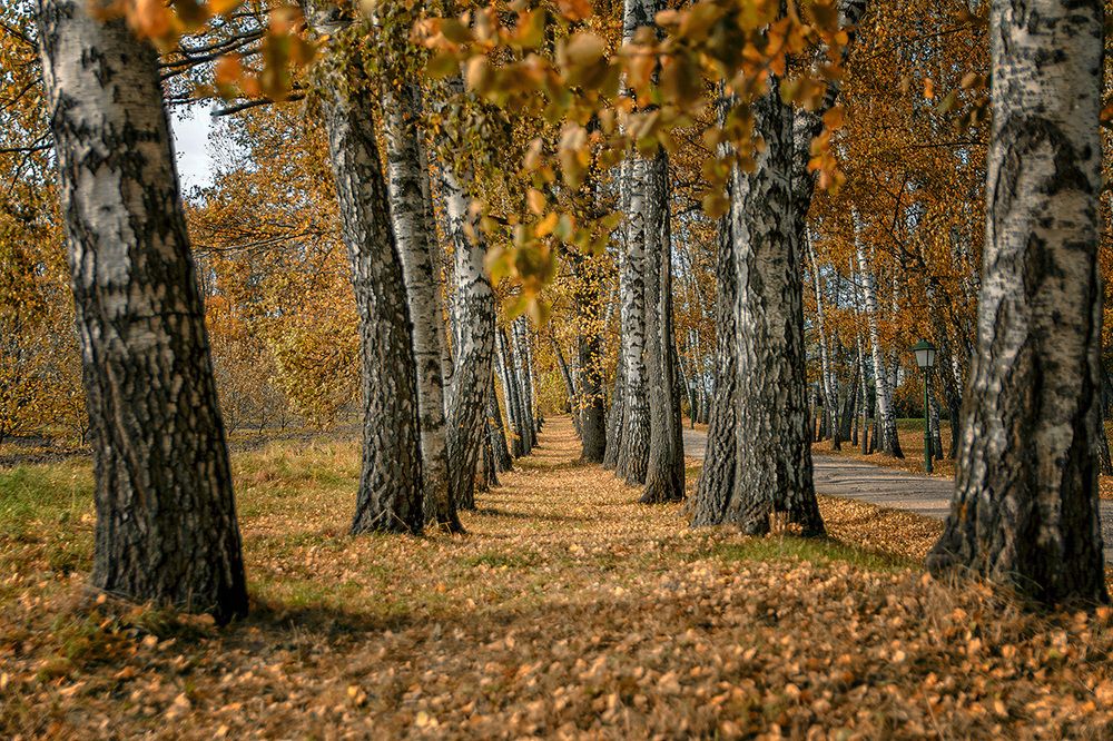 Фотография автора Анатолий Зверев