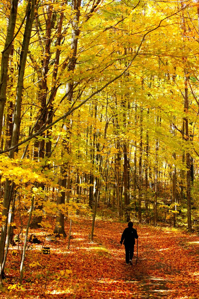 Золото вокруг