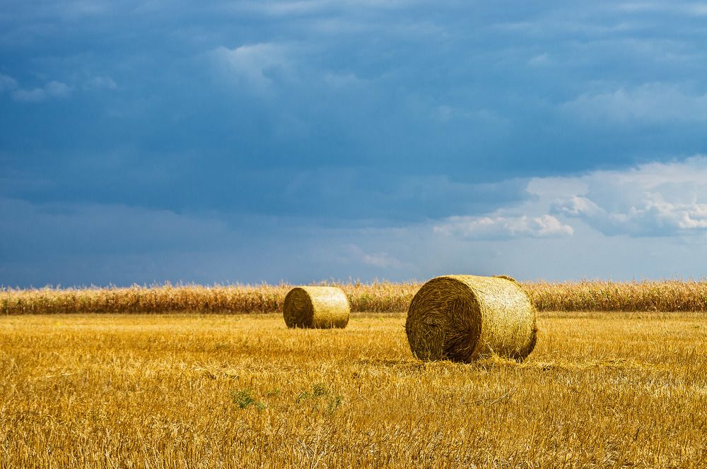Успели убрать до дождя.