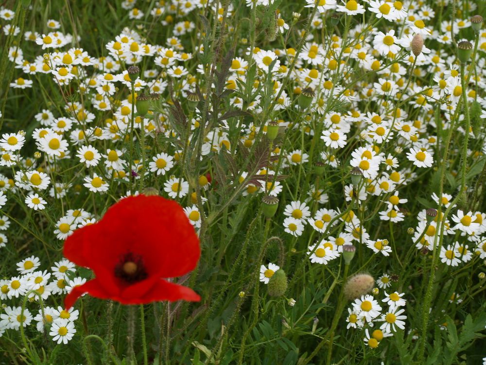 Photograph by Dubravko Maricic