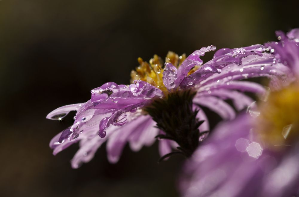 Photograph by ELENA VOLKOVA