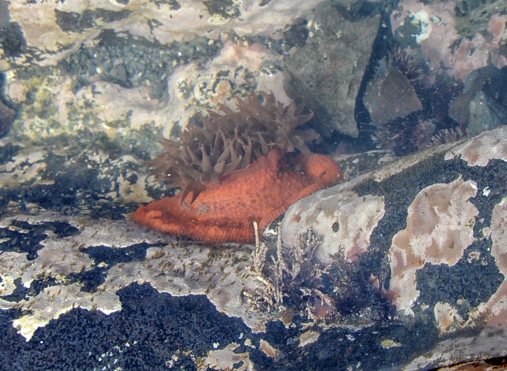 Photograph by София Гавриловна Вотякова