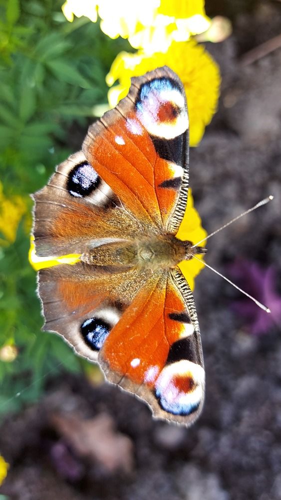 Photograph by ЭЛЬМИРА  ИСМАИЛОВА