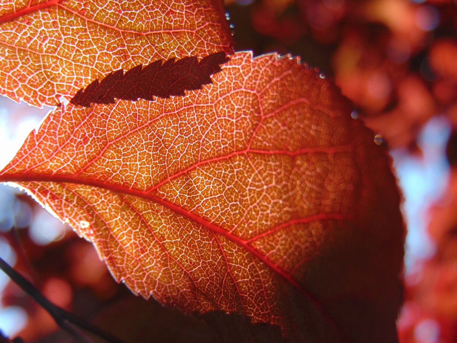 Photo #6589297