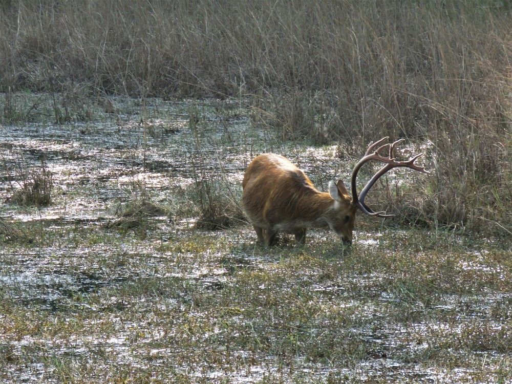 Swampy deer in a swamp