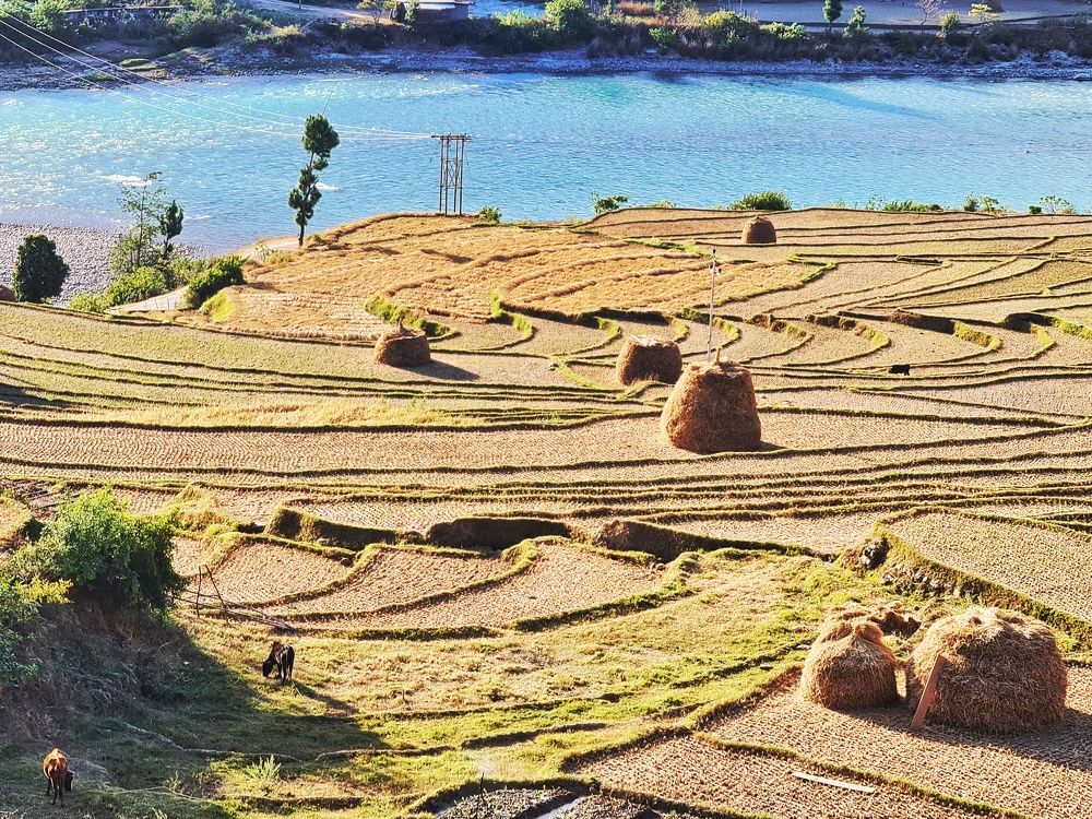 Rice Fields of Punakha