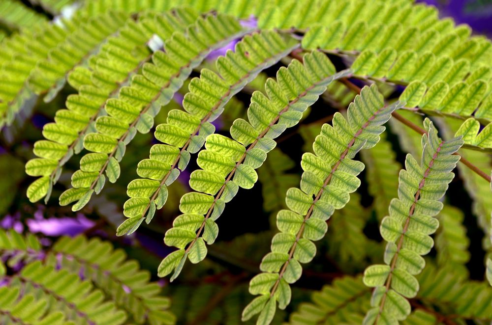 Photograph by SHAHZAD KAZMI