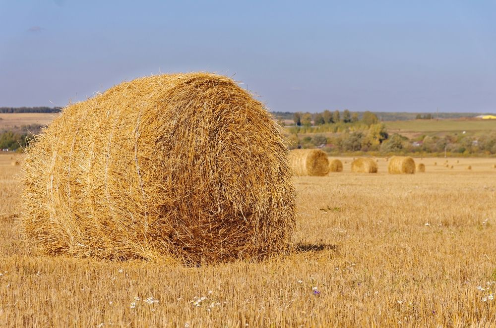 Photograph by Georgiy