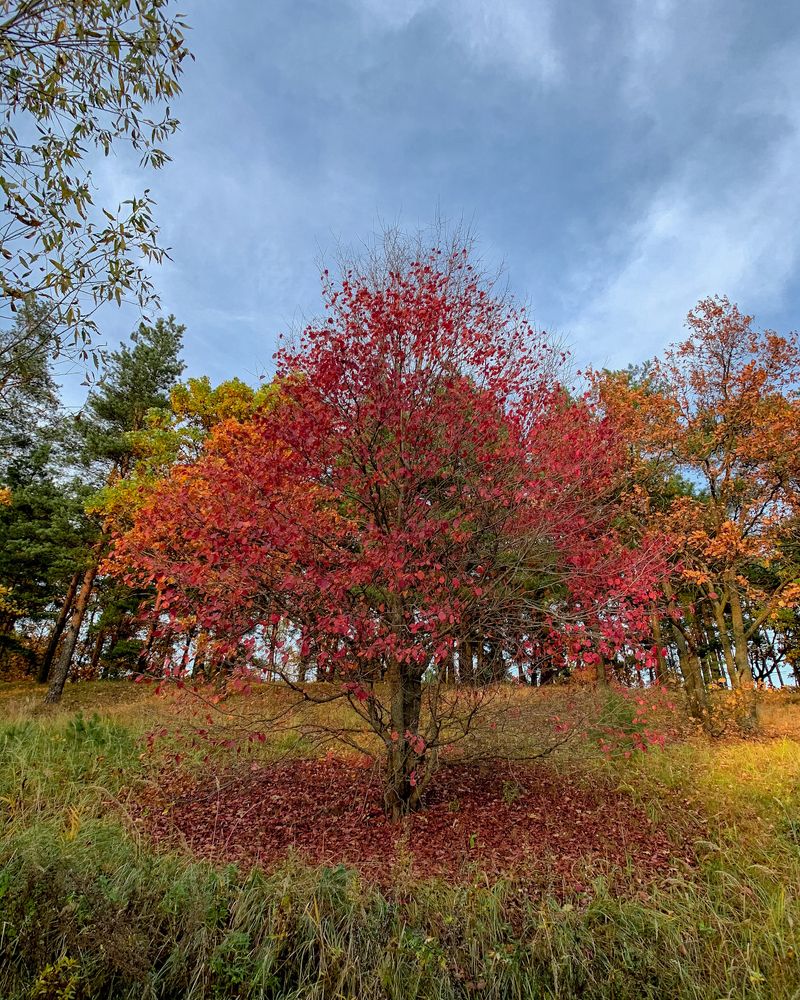 Красная гора