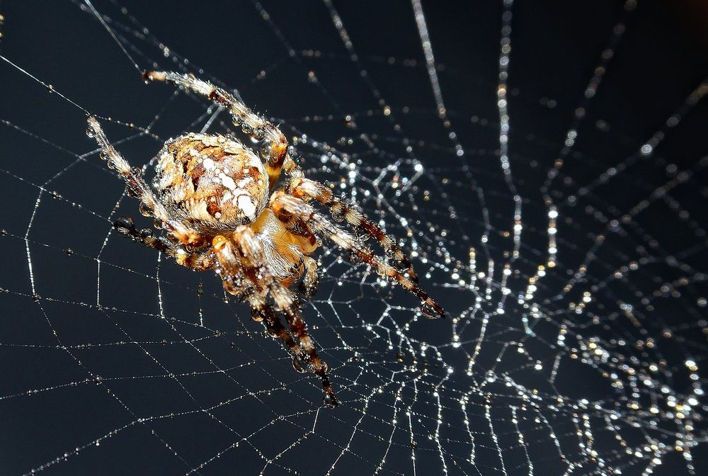 Фотография автора  Александр