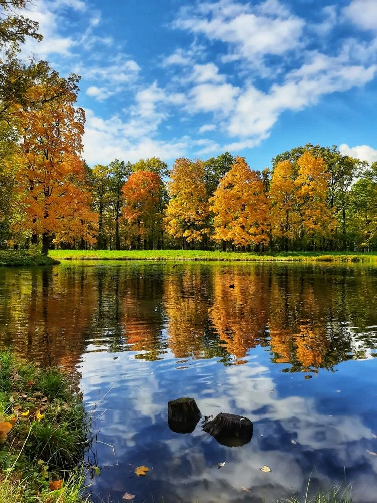 Золото осени.