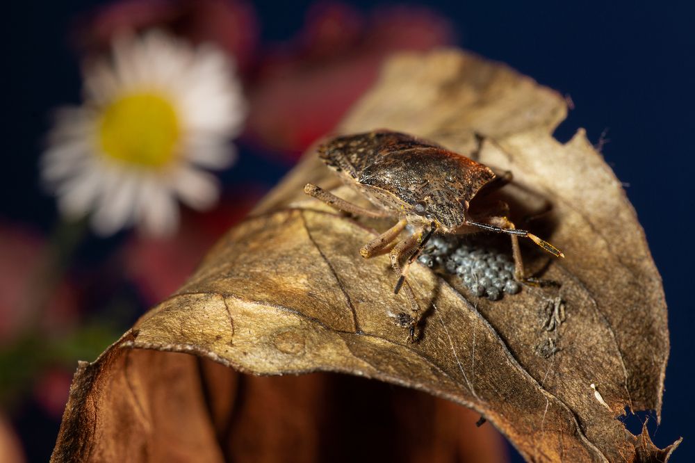 Photograph by Сергей Беляевский