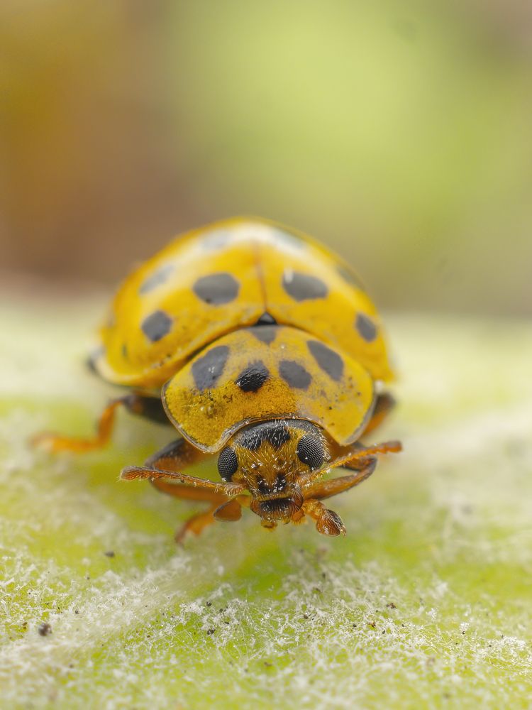 Photograph by Степан Соловьёв