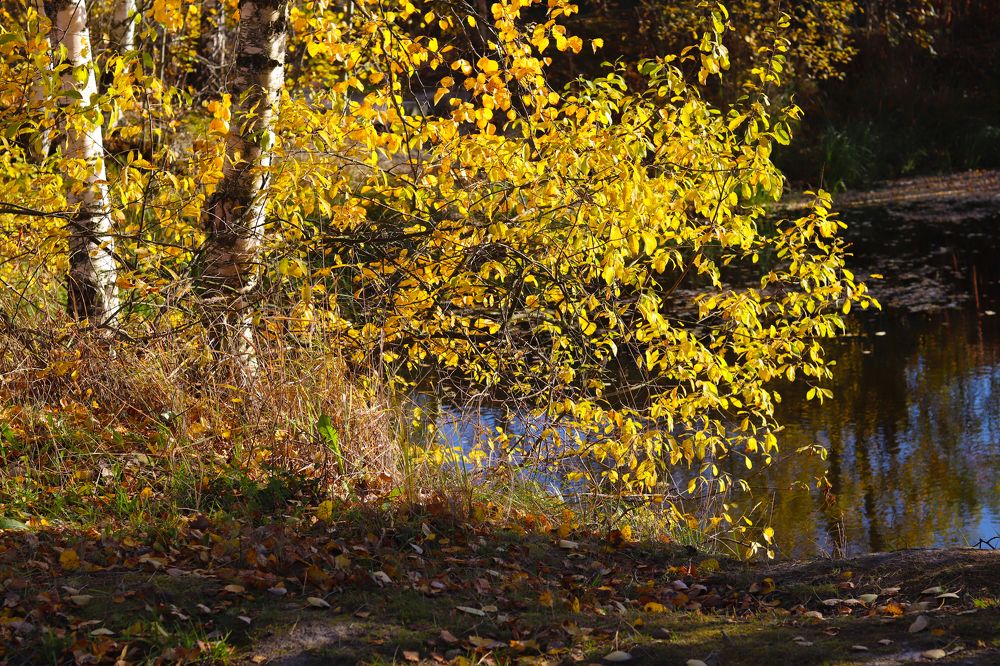 Photograph by Tatyana Semenova