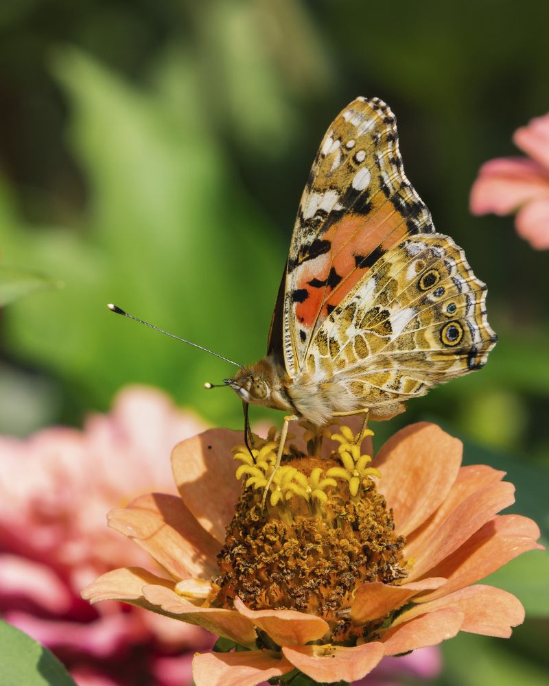 Фотография автора Александр Кротков
