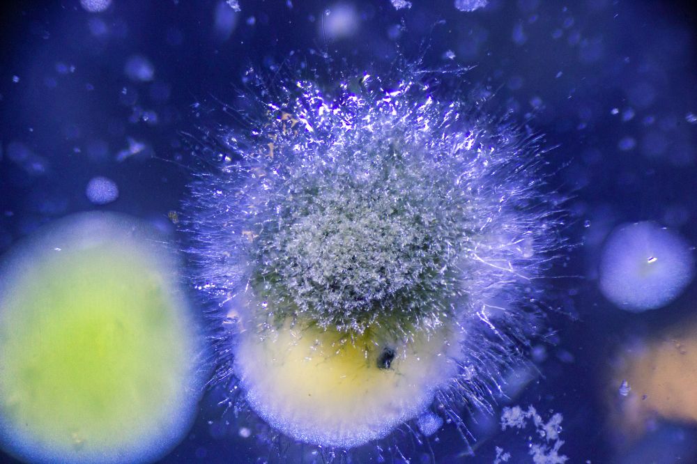 Photograph by Алексей Труханович