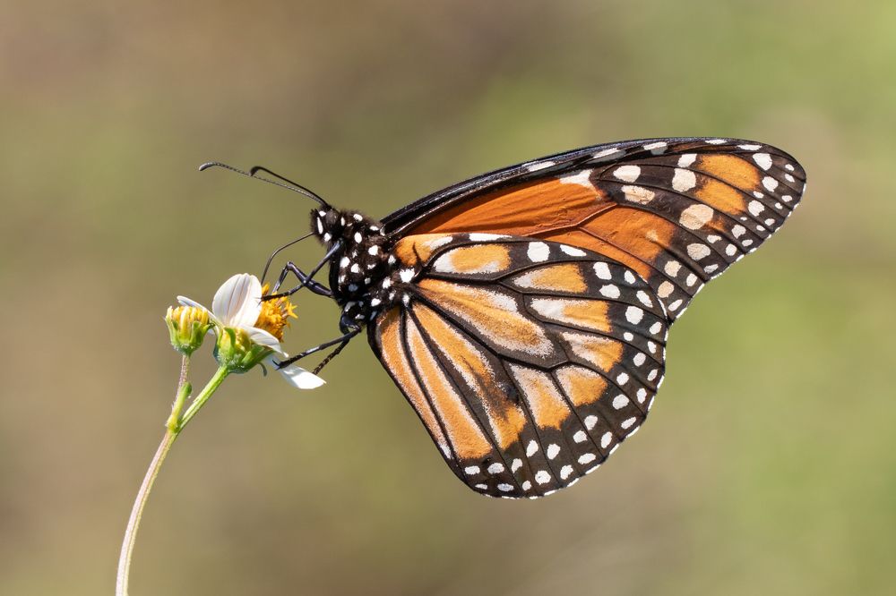 Southern Monarch