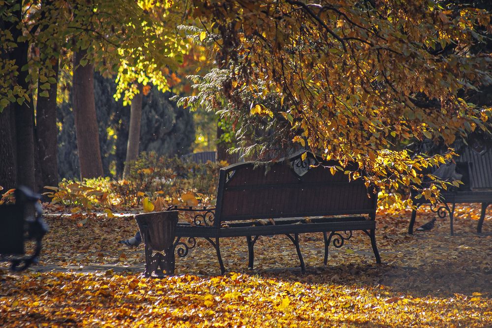 Осенний парковый этюд.