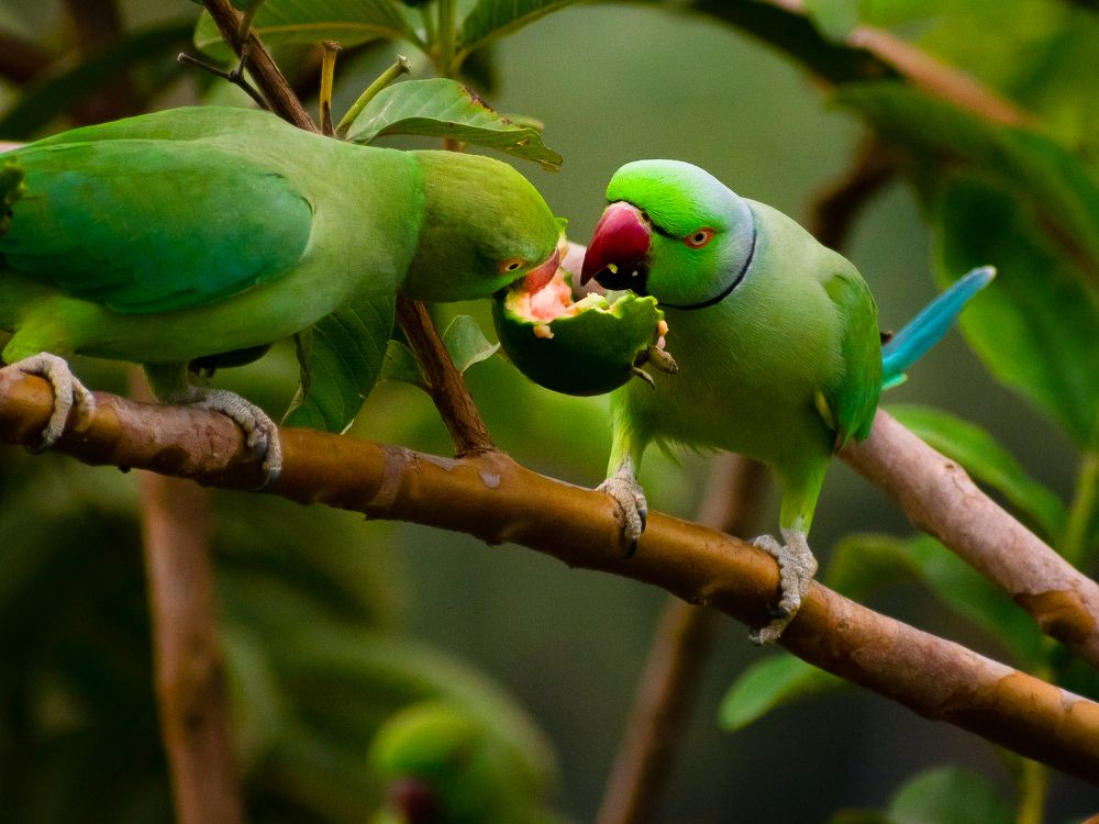 Photograph by PRABANJAN KARUPPUSAMY