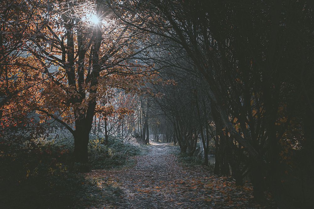 Утро в Подмосковье