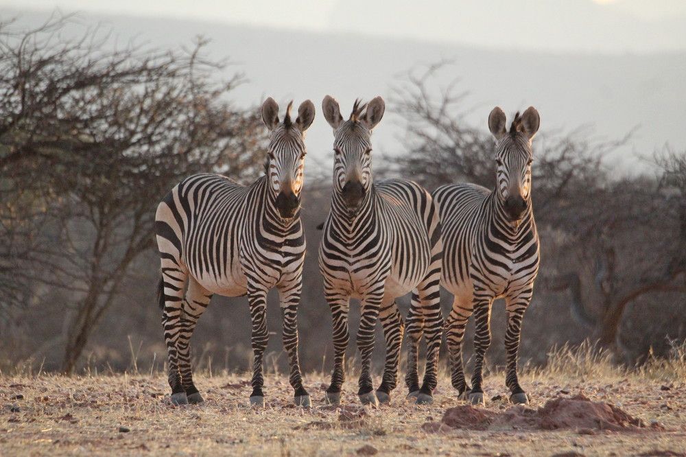 Mountain Zebra,, Mount Etjo,, Namibia