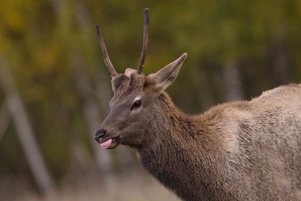 Photograph by Ольга Петруша