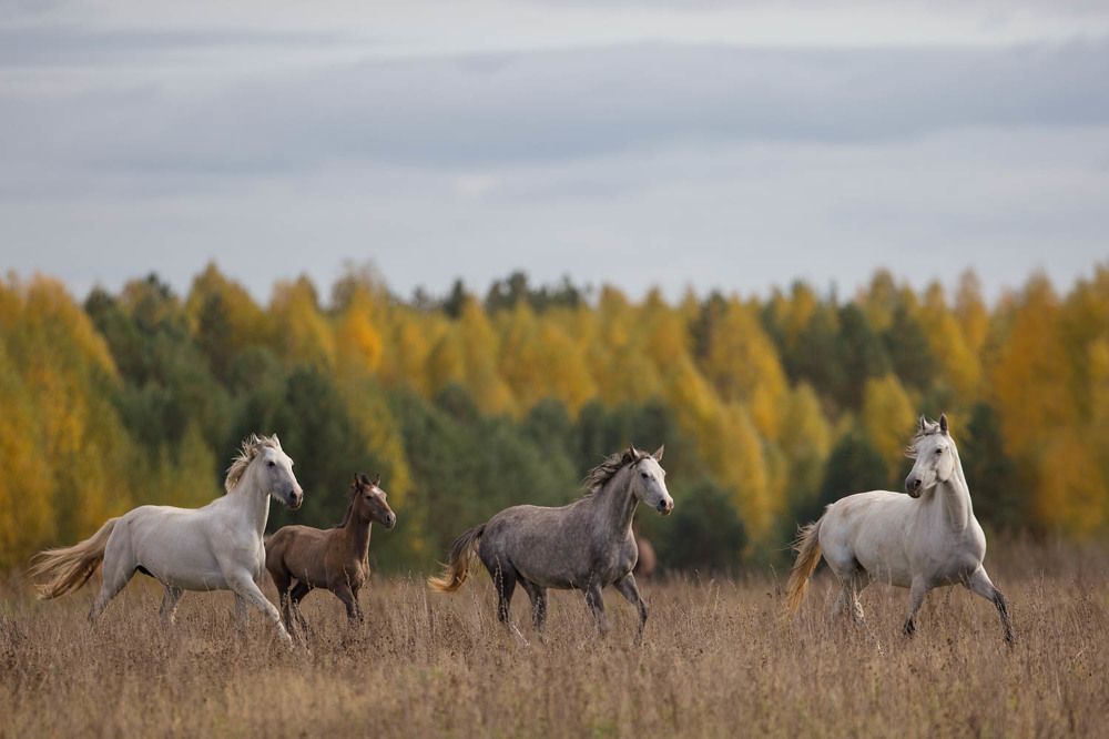 Photograph by Ольга Петруша