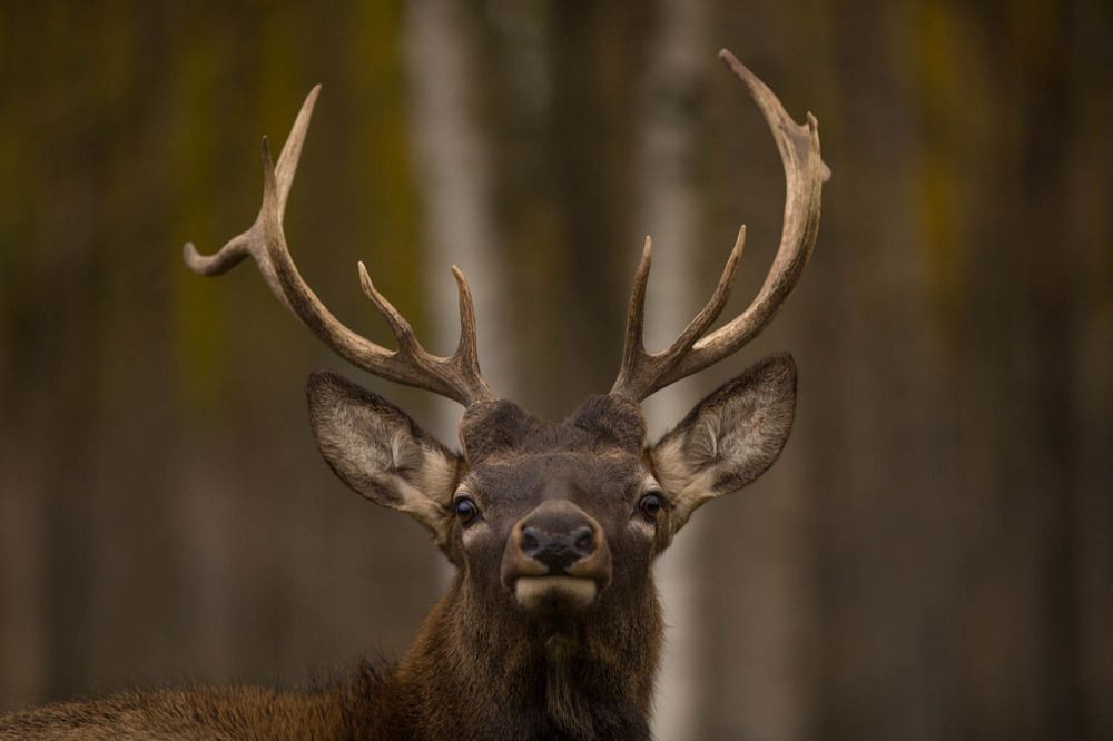 Photograph by Ольга Петруша