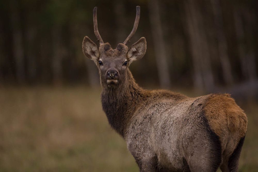 Photograph by Ольга Петруша