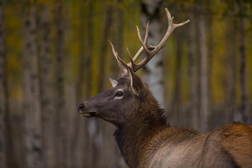 Photograph by Ольга Петруша