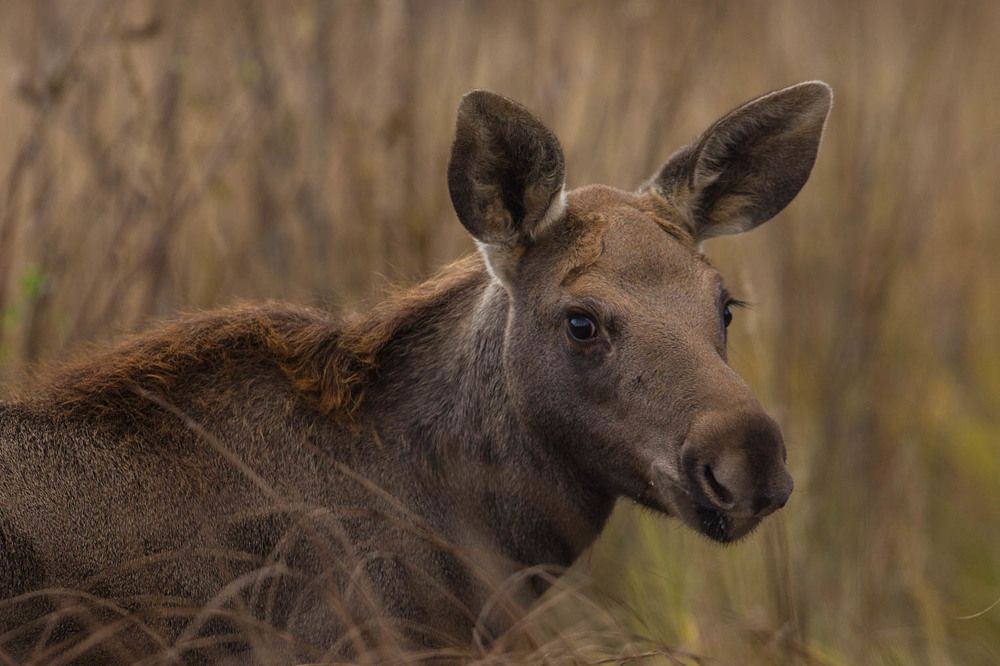 Photograph by Ольга Петруша