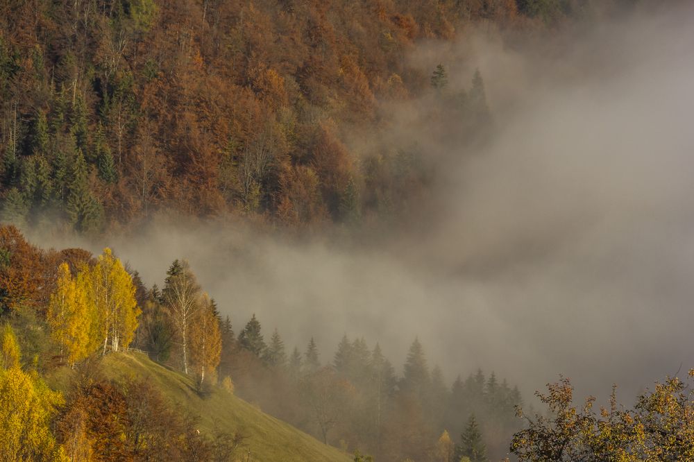 Фотография автора Comșa Bogdan