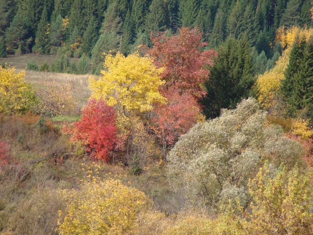 Photograph by Николай Худяков