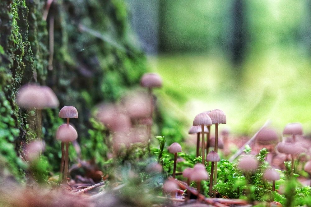 Photograph by Rasa Lukšienė