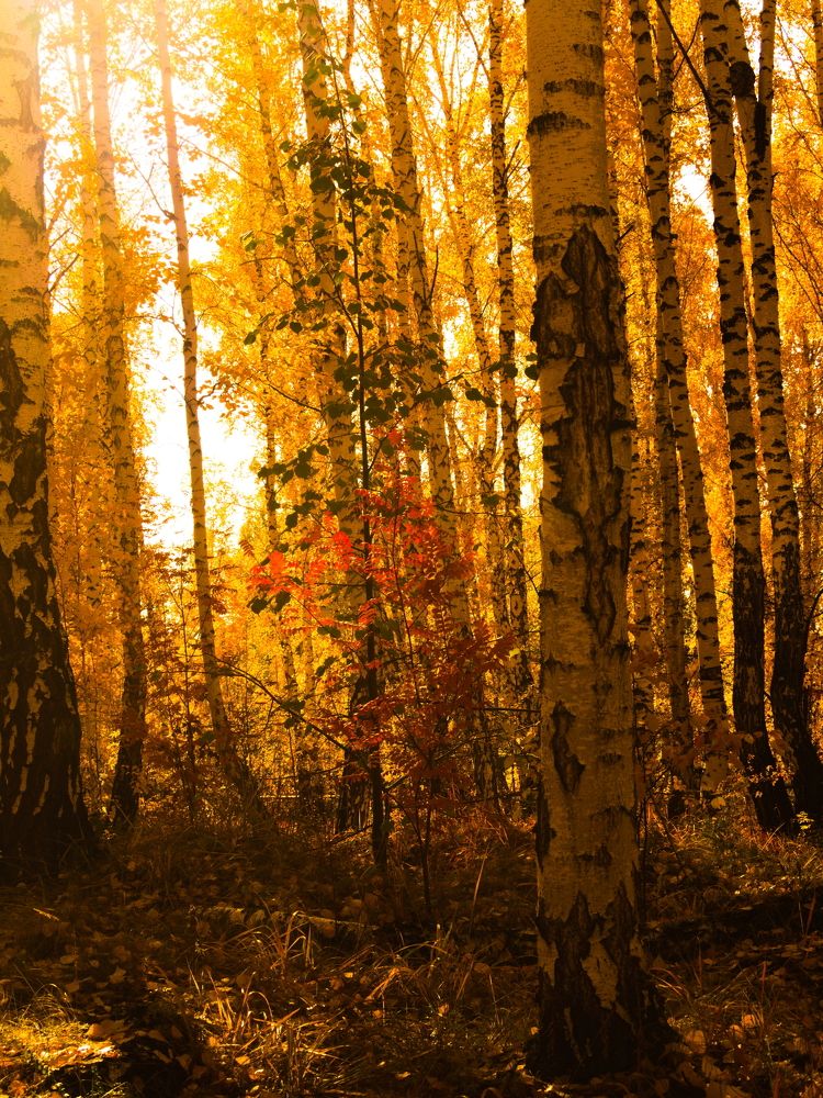 Photograph by Алексей Вахтин
