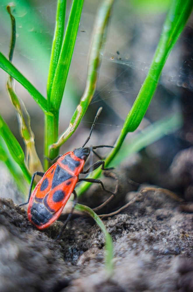 Photograph by Денис Спесивцев