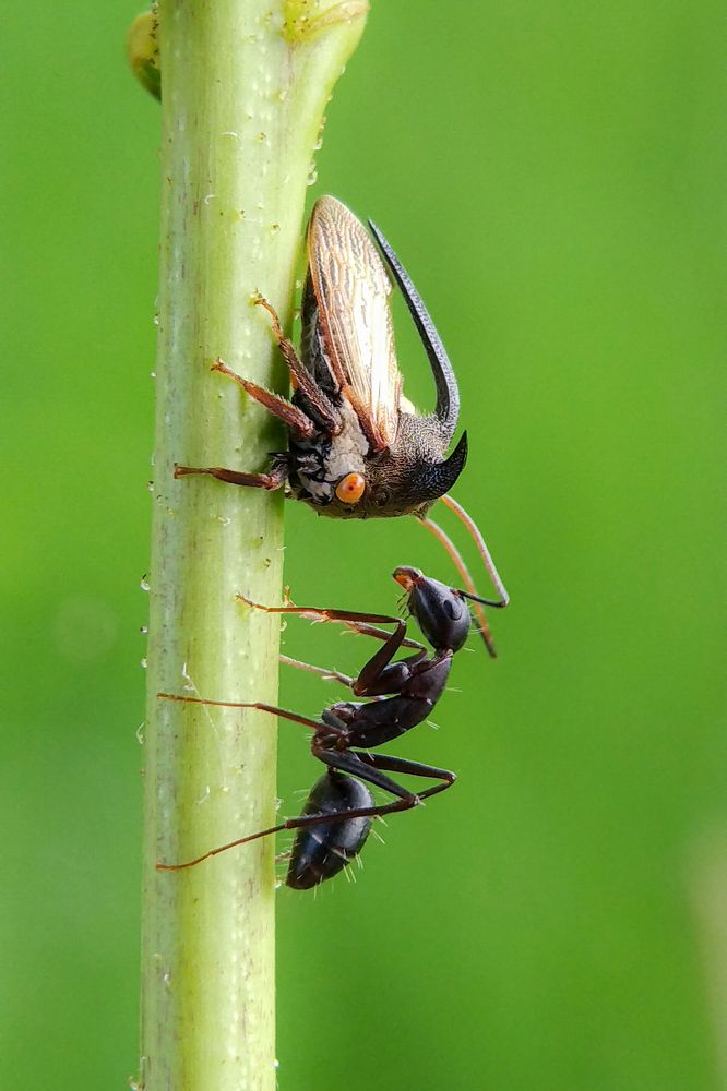 Photograph by Mamun S.M.