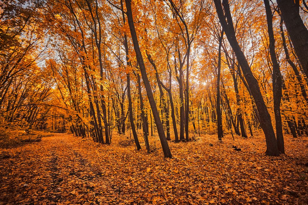 Photograph by Дмитрий Лепаков