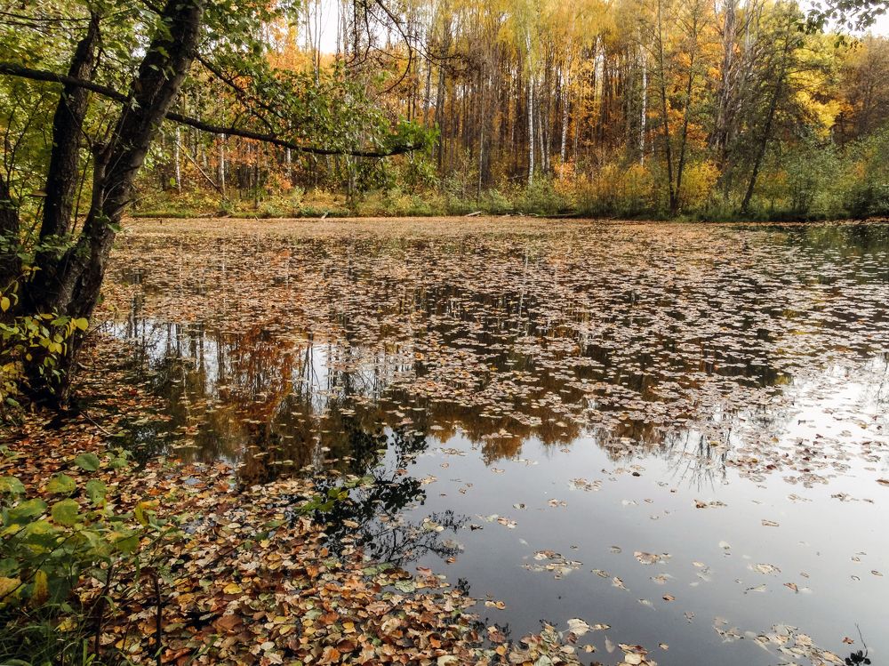 Листопад на озере.