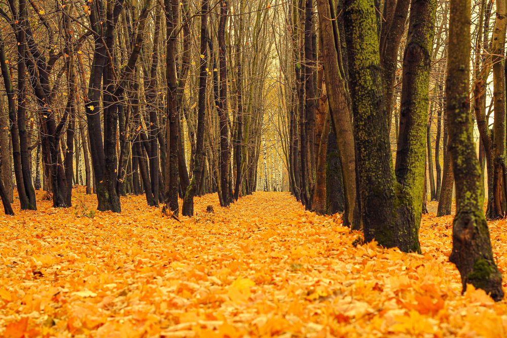 Золото осени