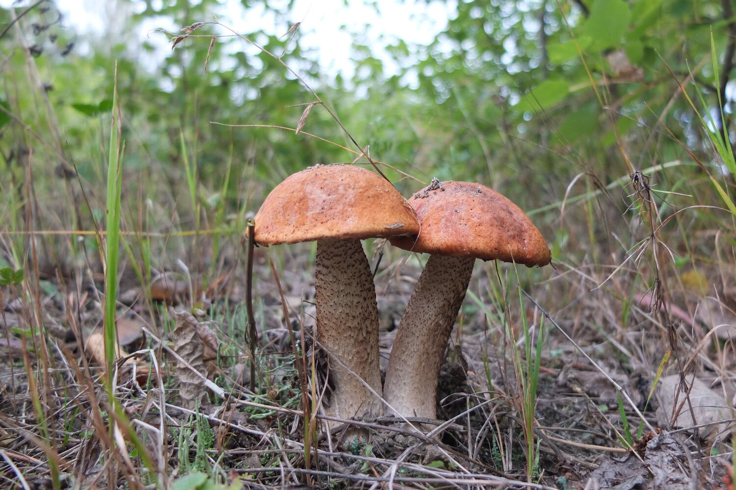 Photo #6592885