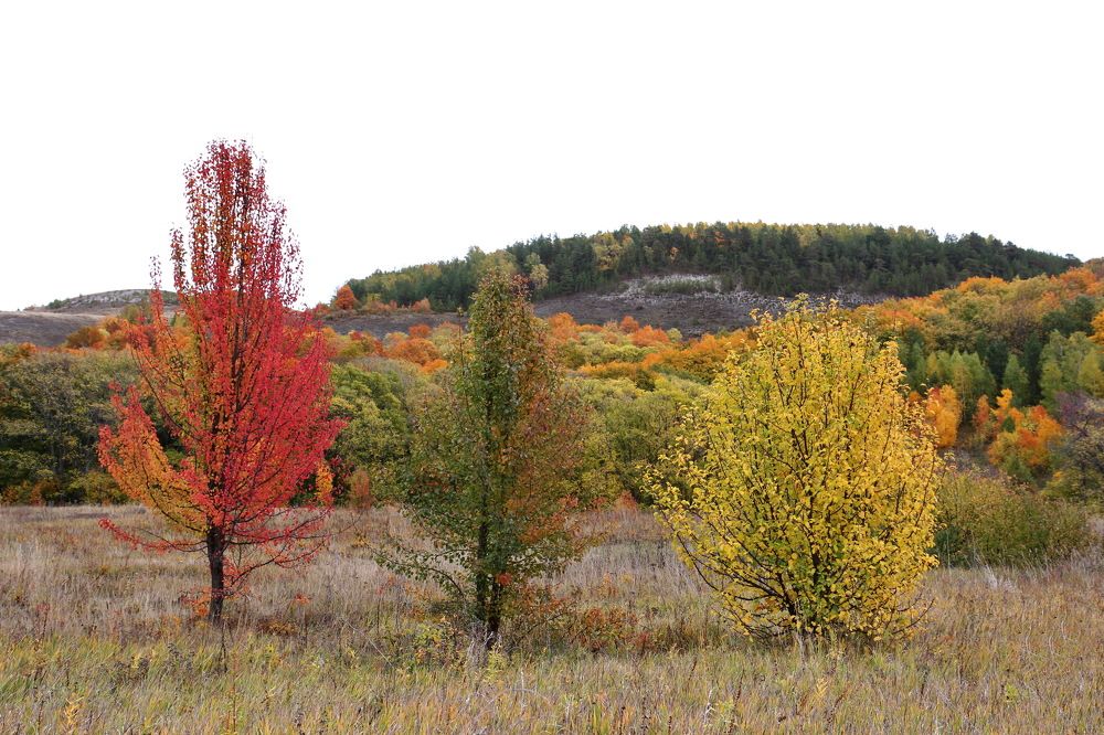 Три цвета осени