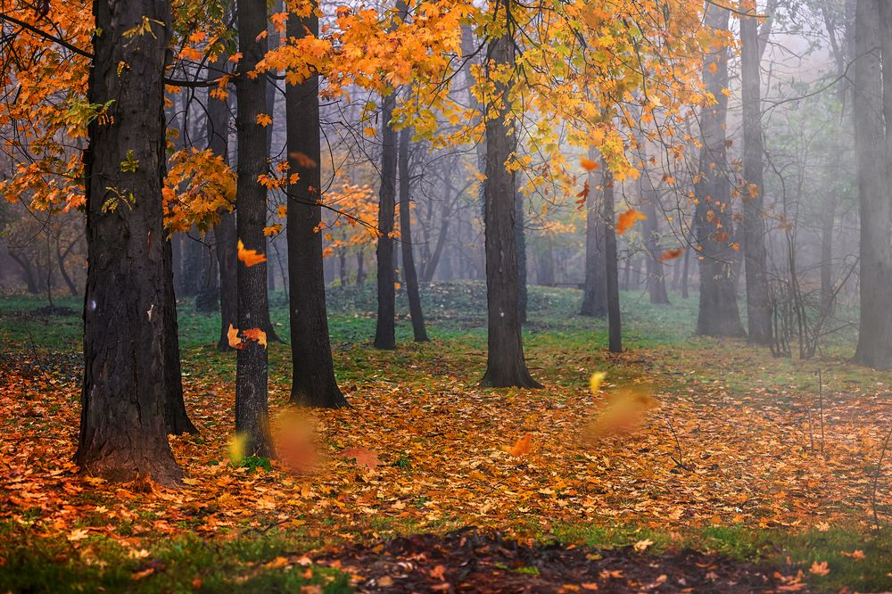 Autumn forest with fog and orange leaves