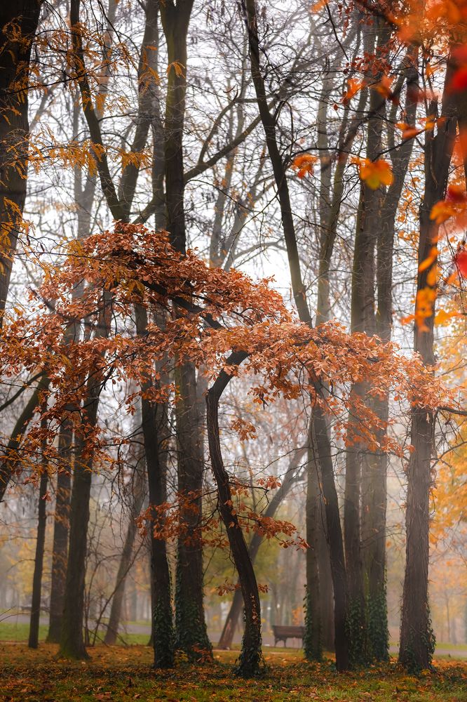 Foggy Autumn Forest